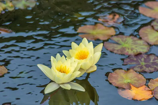 天星彩票 开奖背景